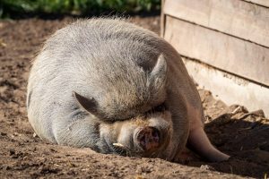 睡眠診斷：一步一步教你搞懂睡眠狀況